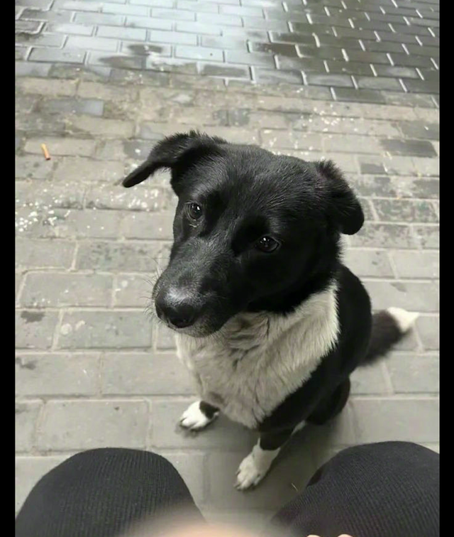 女子从上海回老家，唯一送她的竟是喂养的流浪狗，狗比人更真挚！休闲区蓝鸢梦想 - Www.slyday.coM