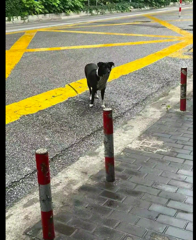 女子从上海回老家，唯一送她的竟是喂养的流浪狗，狗比人更真挚！休闲区蓝鸢梦想 - Www.slyday.coM