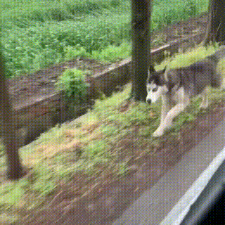 哈士奇被主人遗弃，疯狂追赶车辆的样子，让人心疼！休闲区蓝鸢梦想 - Www.slyday.coM