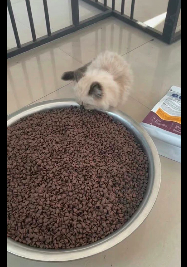 网友抱怨小猫没吃饱叛逆老爸直接倒了一盆猫粮又好气又好笑