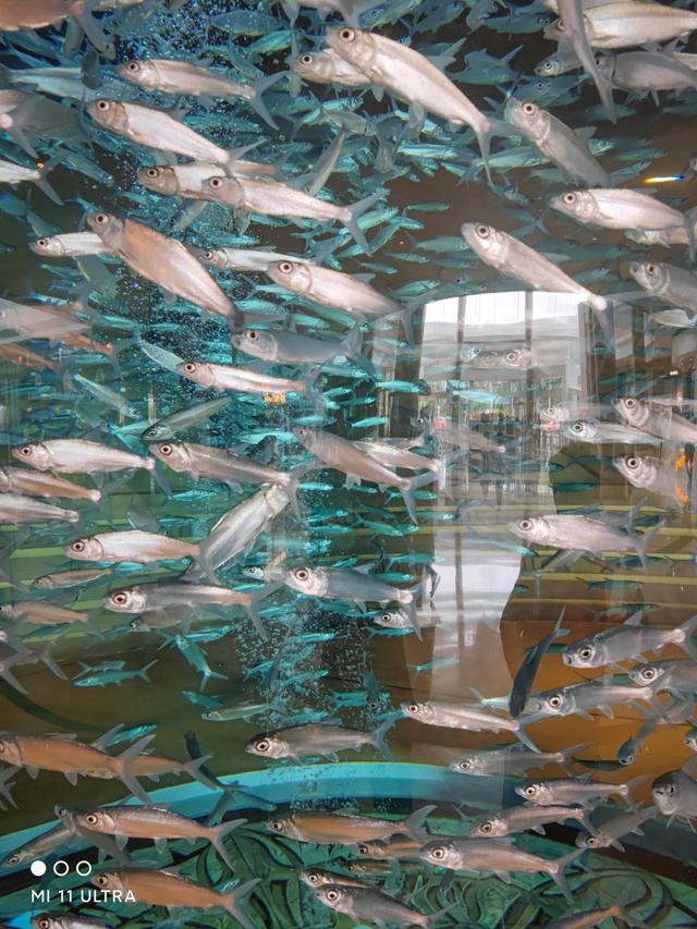 每个小孩子都吵着要来看的三亚酒店,究竟有多好玩?休闲区蓝鸢梦想 - Www.slyday.coM 每个小孩子都吵着要来看的三亚酒店,究竟有多好玩?休闲区蓝鸢梦想 - Www.slyday.coM