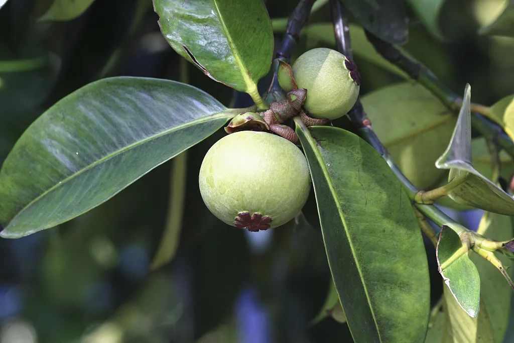 山竹树图片大全大图树(山竹树图片大全大图树野生)