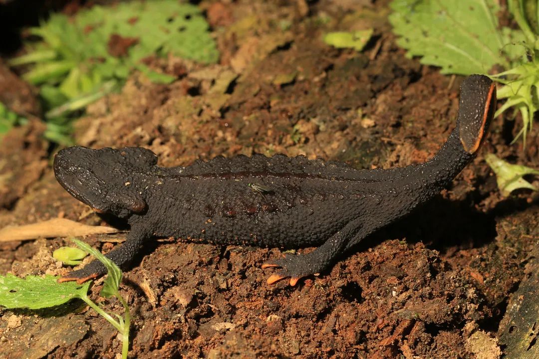 做出防御姿态的国家一级保护动物——镇海棘螈在之前的80余年中,全