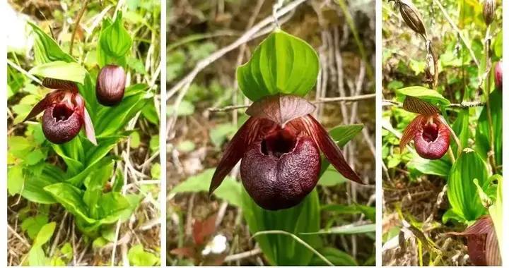 国家一级重点保护植物西藏杓兰现身秦岭