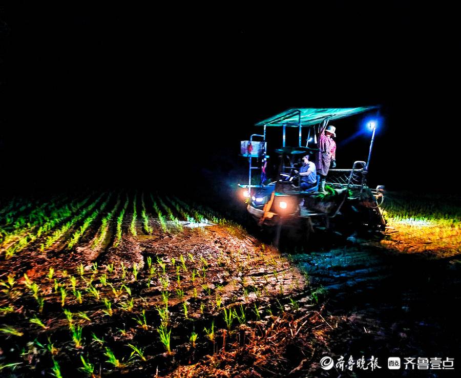 防暑劳作两不误夜间插秧保秋粮