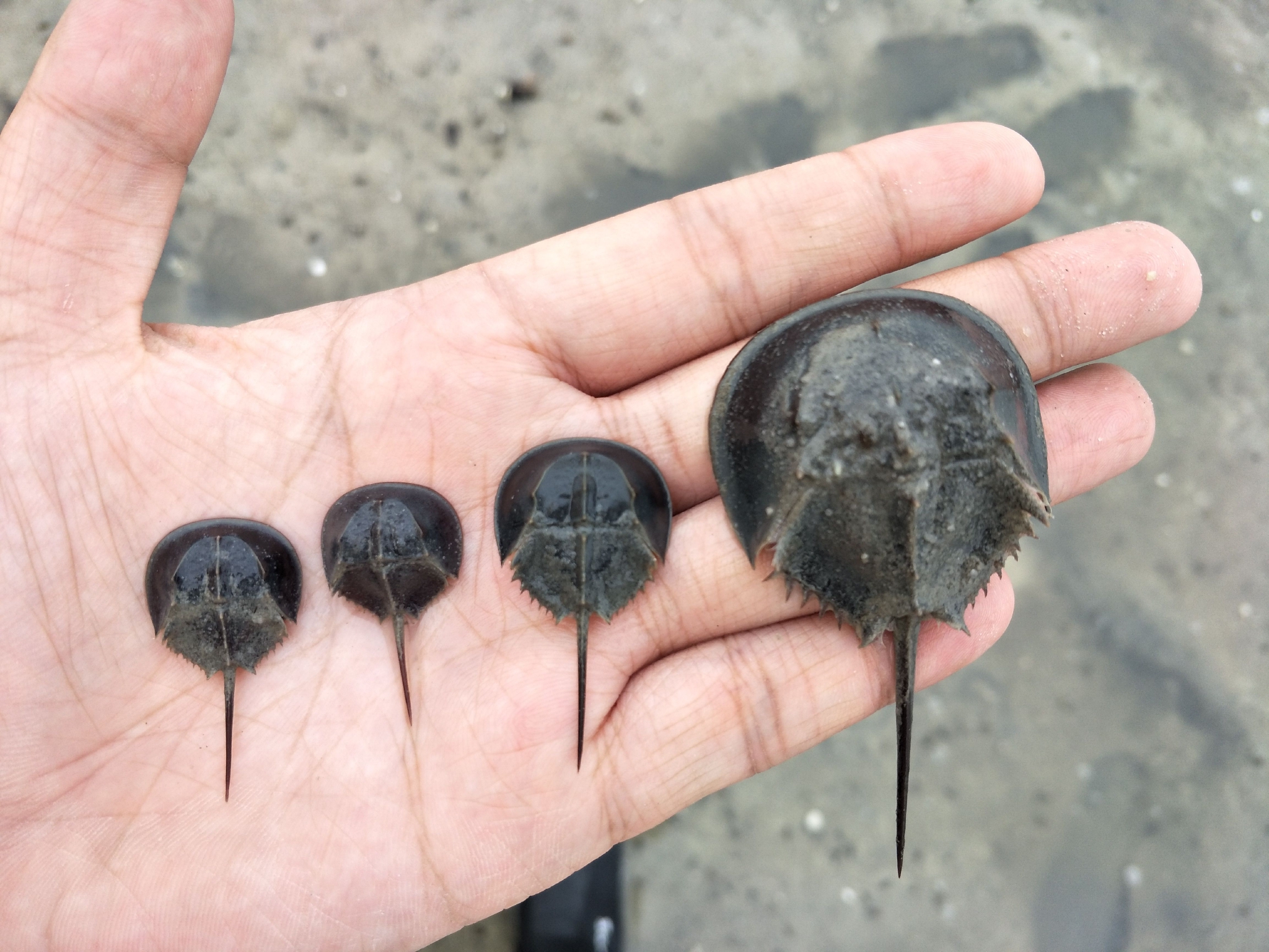 守护蓝血古老生物广西北部湾鲎研究保护成效初显