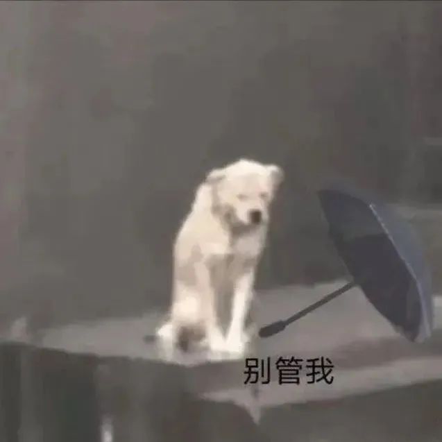 《小狗淋雨》热心汪汪剧情有了|小狗淋雨|小狗|剧情_新浪新闻