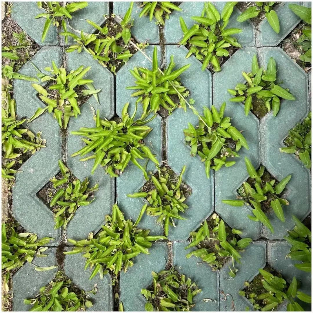 被封两个月 我在小区发现84种草药 43种野菜 俄罗斯 新浪新闻 被封两个月 我在小区发现84种草药 43种野菜 俄罗斯 新浪新闻