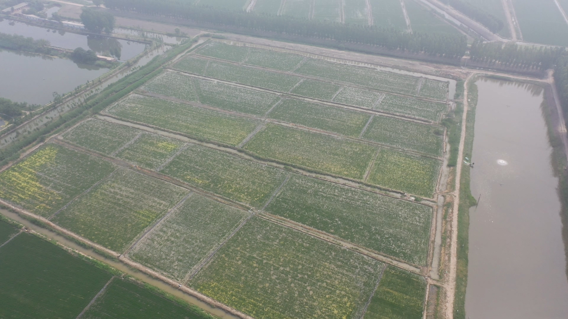 袁隆平的“禾下乘凉梦”将在天津成为现实休闲区蓝鸢梦想 - Www.slyday.coM