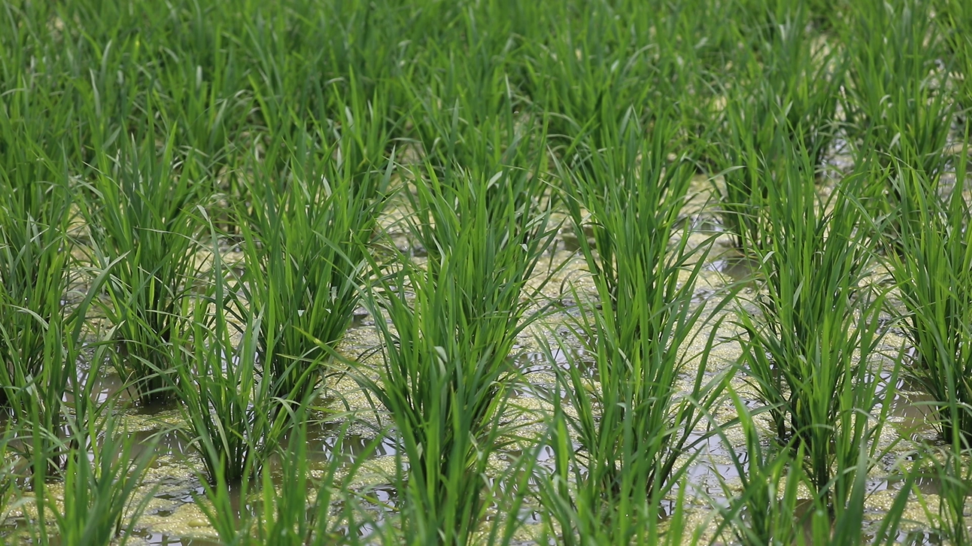 袁隆平的“禾下乘凉梦”将在天津成为现实休闲区蓝鸢梦想 - Www.slyday.coM