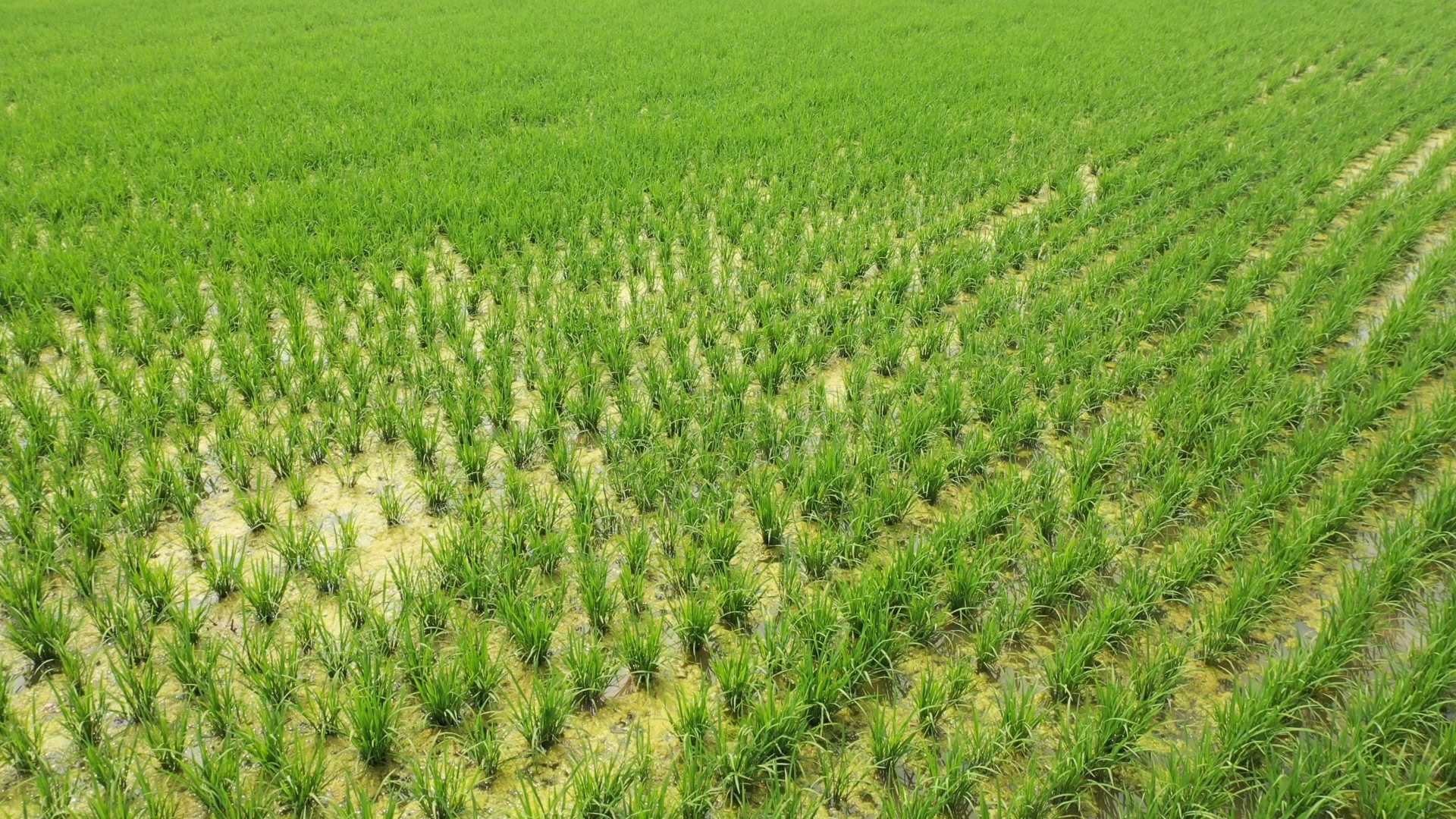 袁隆平的“禾下乘凉梦”将在天津成为现实休闲区蓝鸢梦想 - Www.slyday.coM