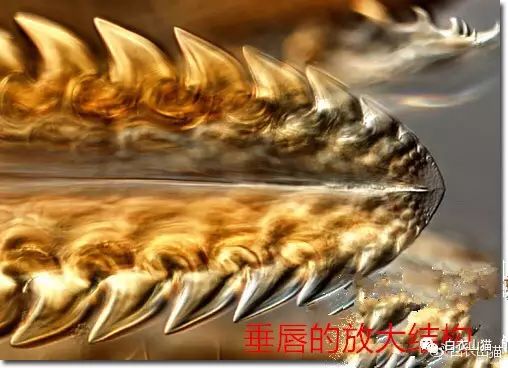 青岛20多人因蜱虫叮咬住院，4人不幸死亡。蜱虫为何会使人生病？被叮咬后该如何处理才安全？请及时用正确方法取出蜱虫！休闲区蓝鸢梦想 - Www.slyday.coM