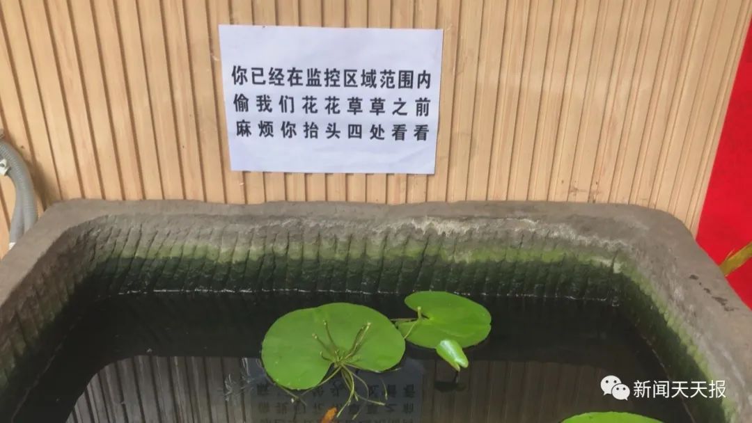 猖狂乐山这名偷花贼频繁出现谁认识