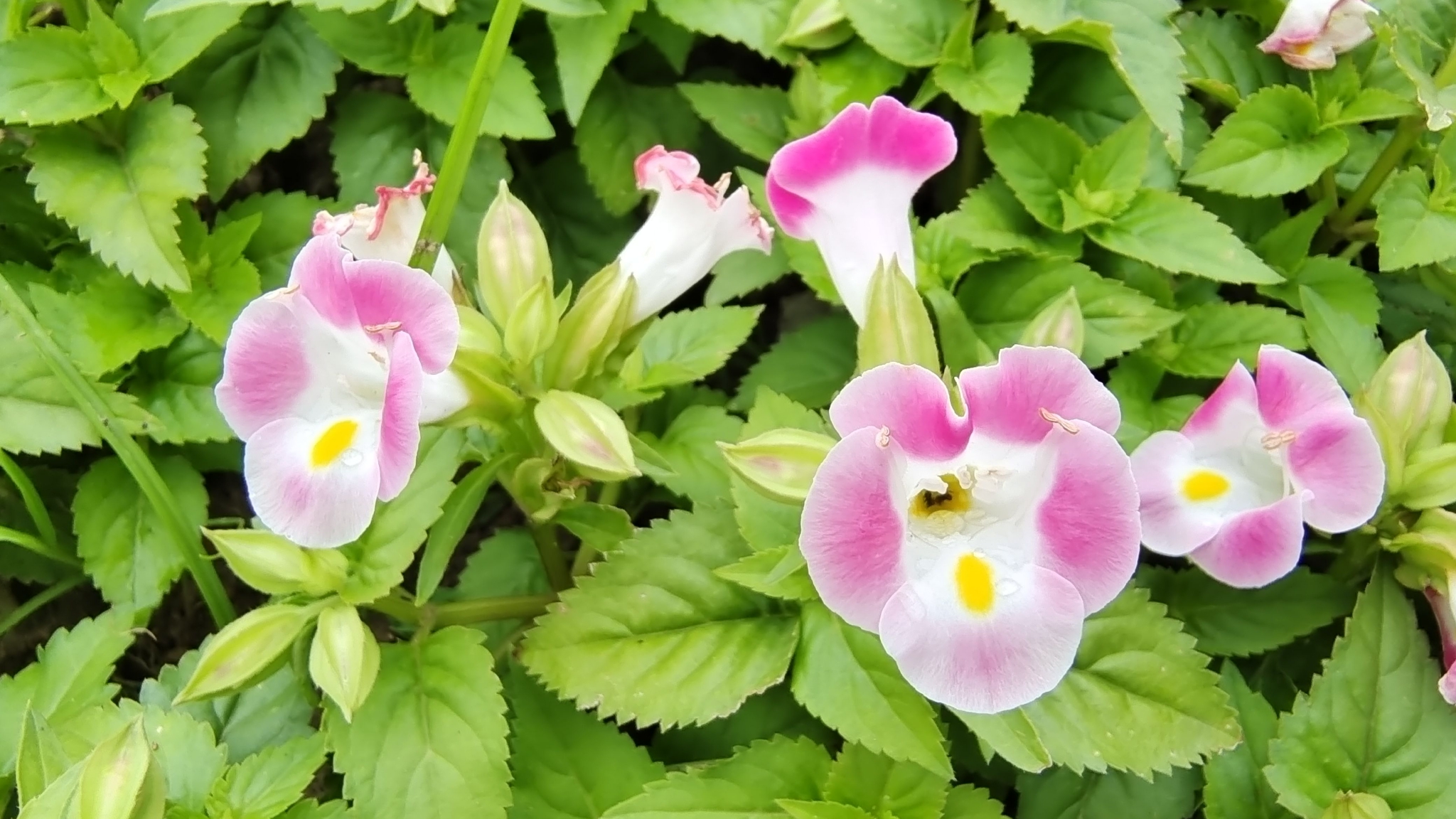 蓝猪耳花绚丽迷人