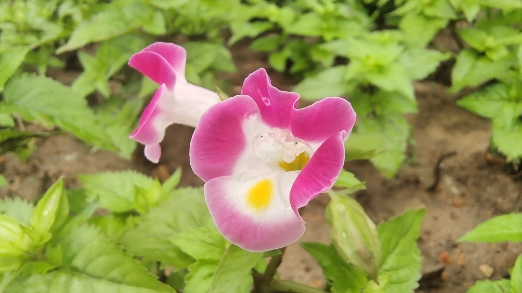 蓝猪耳花绚丽迷人