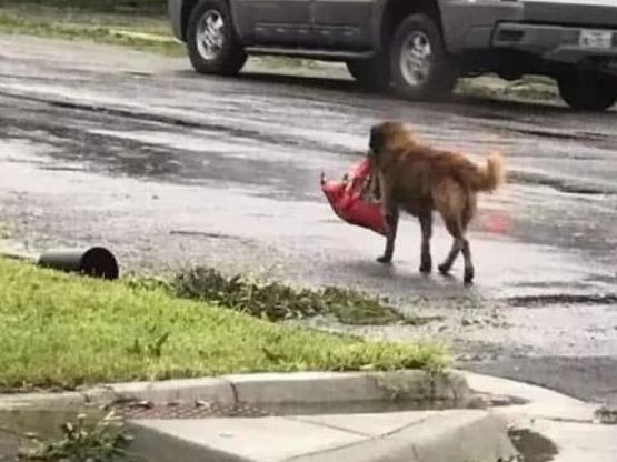 狗狗被台风刮走，主人心急如焚，看到它叼回来的东西后笑翻了休闲区蓝鸢梦想 - Www.slyday.coM