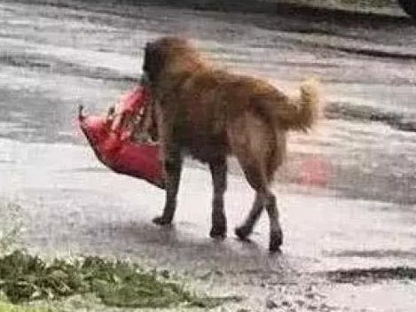 狗狗被台风刮走，主人心急如焚，看到它叼回来的东西后笑翻了休闲区蓝鸢梦想 - Www.slyday.coM