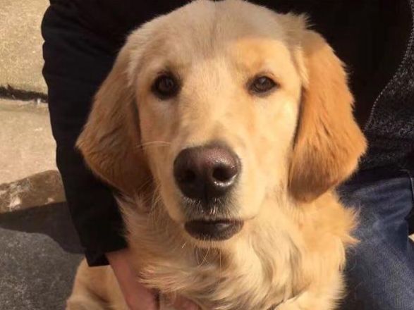 狗狗被台风刮走，主人心急如焚，看到它叼回来的东西后笑翻了休闲区蓝鸢梦想 - Www.slyday.coM