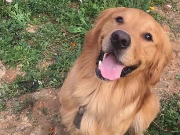 狗狗被台风刮走，主人心急如焚，看到它叼回来的东西后笑翻了休闲区蓝鸢梦想 - Www.slyday.coM