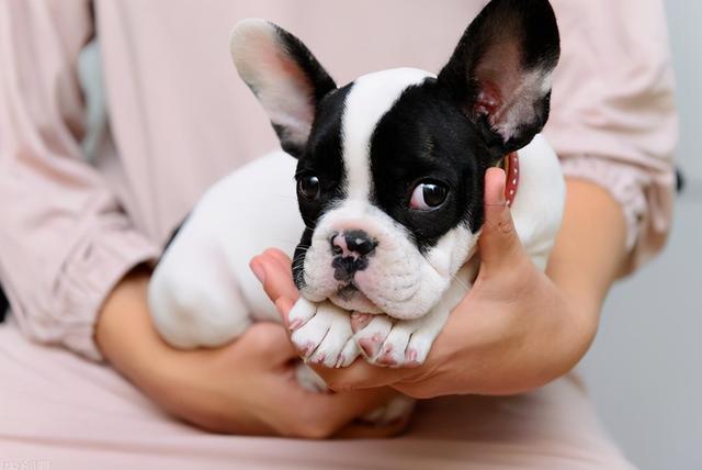 养一只“呆萌可爱”的法斗犬，优点多，很难不爱吧休闲区蓝鸢梦想 - Www.slyday.coM