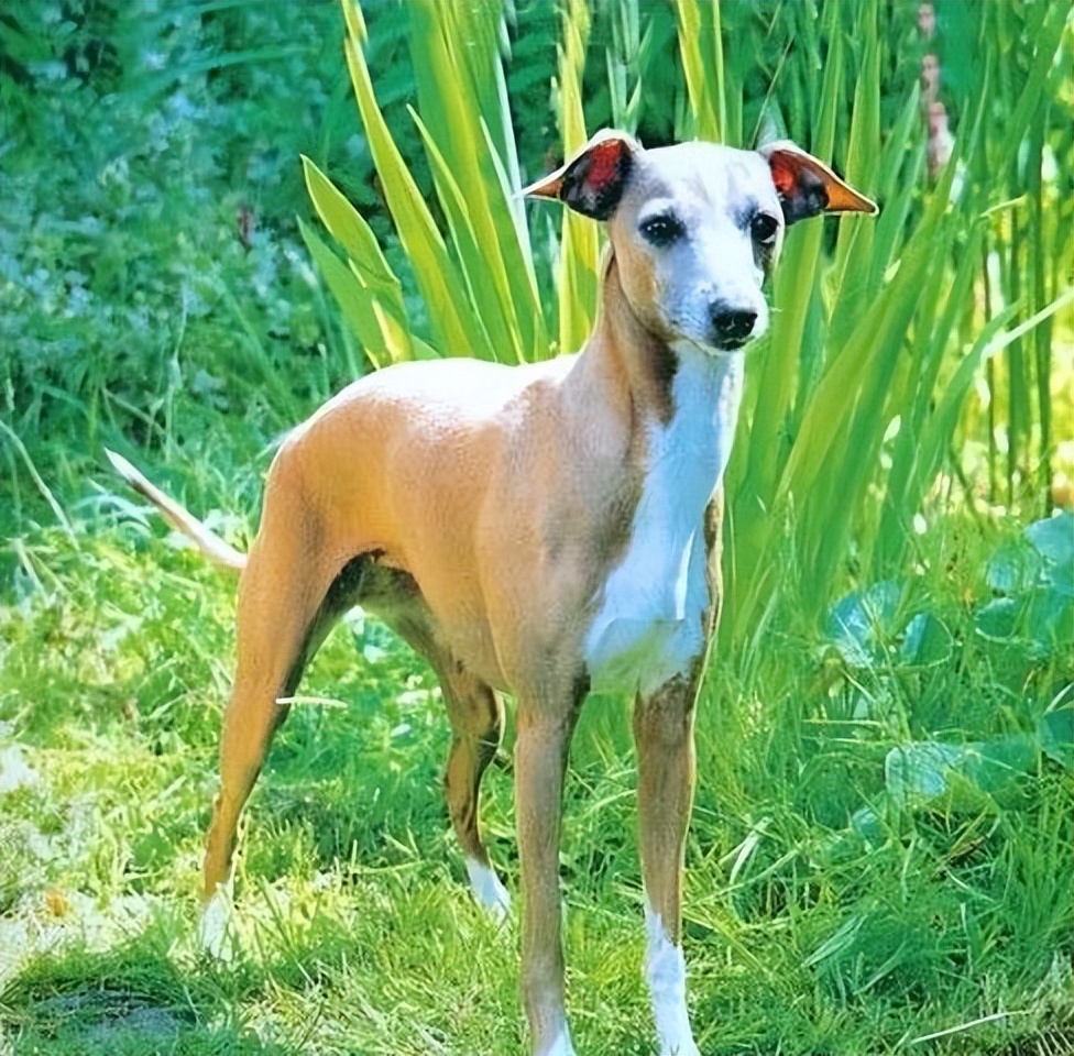 意大利灵缇犬,可爱又娇小的“精灵”,养了绝不后悔|精灵|灵缇犬|绝不后悔_新浪新闻