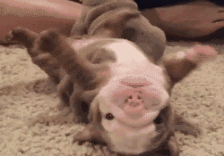 养一只“呆萌可爱”的法斗犬，优点多，很难不爱吧休闲区蓝鸢梦想 - Www.slyday.coM