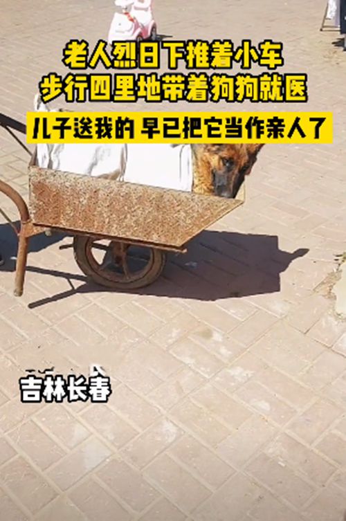 老人烈日下推车，徒步4里送狗狗就医：早当成自己的家人了休闲区蓝鸢梦想 - Www.slyday.coM
