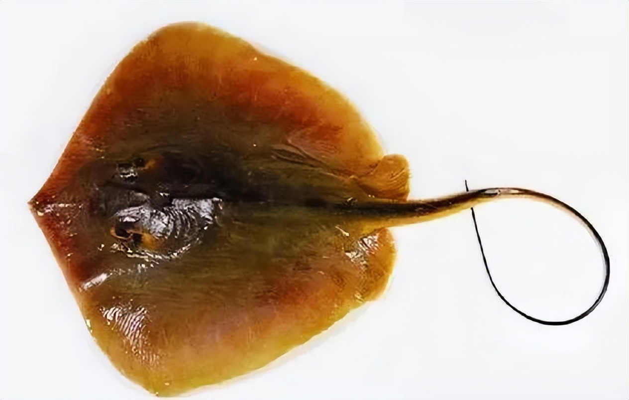 全球最大淡水鱼出水,躯体占地7平方米,重达600斤,形状十分奇特