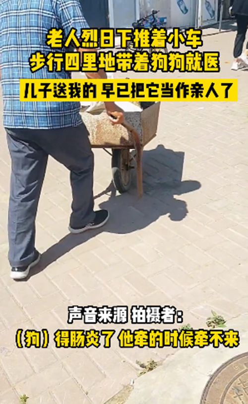 老人烈日下推车，徒步4里送狗狗就医：早当成自己的家人了休闲区蓝鸢梦想 - Www.slyday.coM