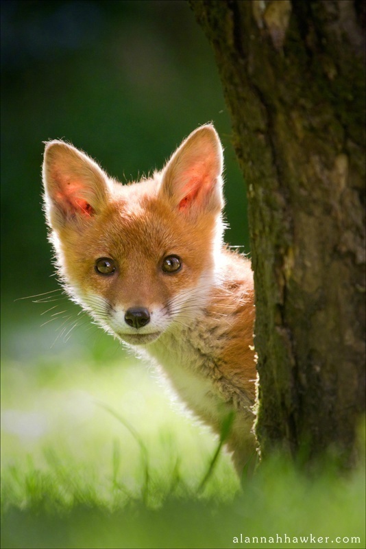 暗中观察的狐狸小眼神好可爱