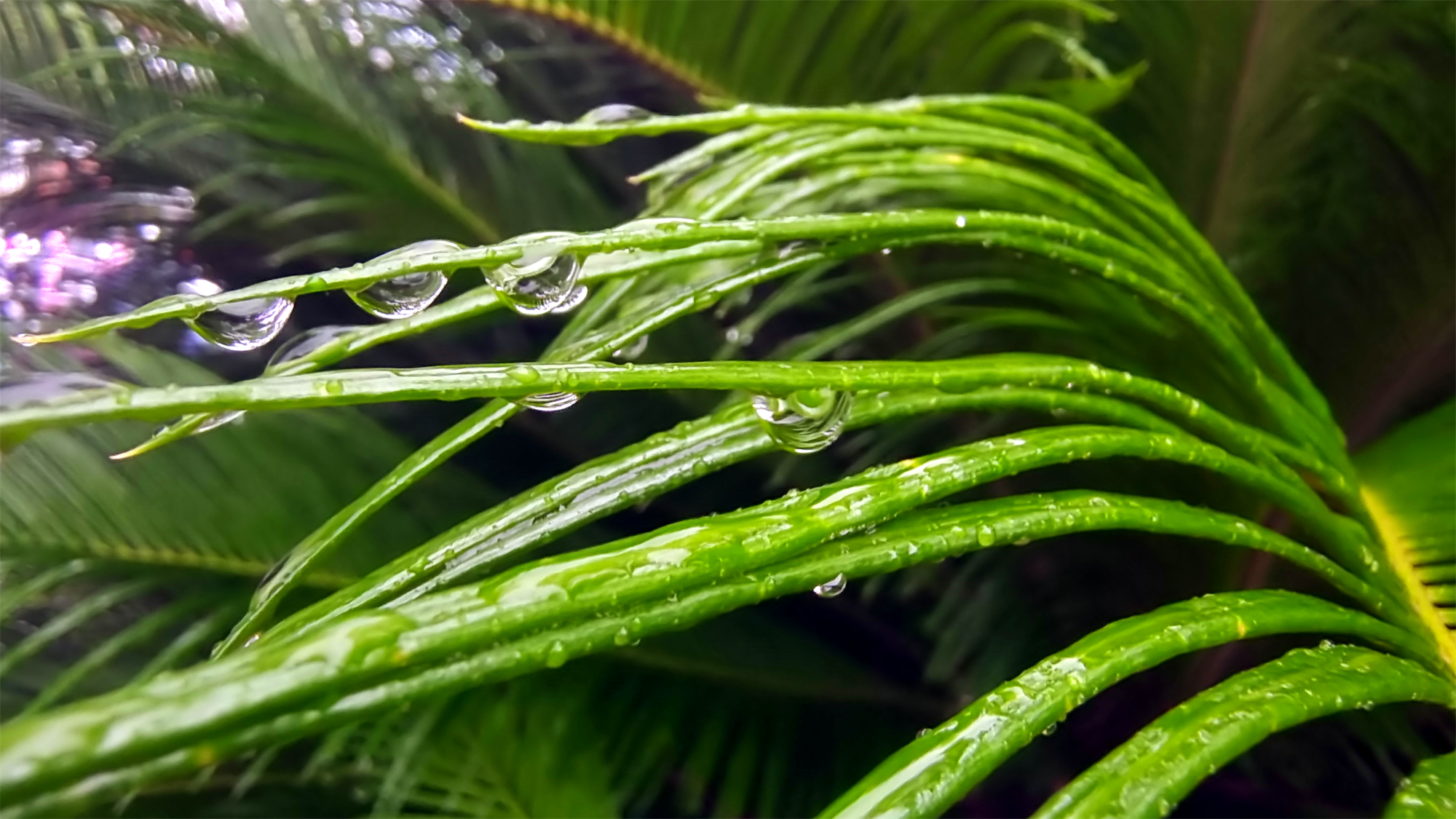铁树上的雨滴