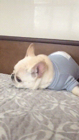 养一只“呆萌可爱”的法斗犬，优点多，很难不爱吧休闲区蓝鸢梦想 - Www.slyday.coM