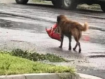 狗狗被台风刮走，主人心急如焚，看到它叼回来的东西后笑翻了休闲区蓝鸢梦想 - Www.slyday.coM