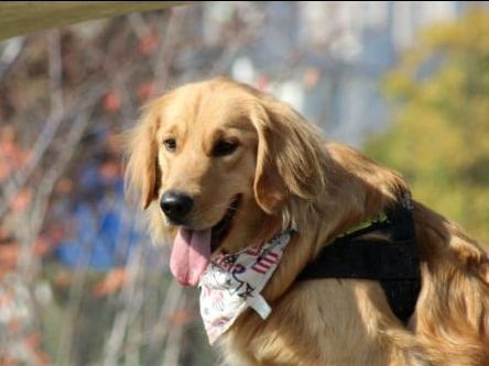 狗狗被台风刮走，主人心急如焚，看到它叼回来的东西后笑翻了休闲区蓝鸢梦想 - Www.slyday.coM