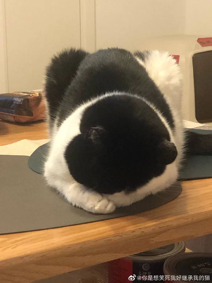 猫猫双手抱头埋脸睡觉可太戳我了