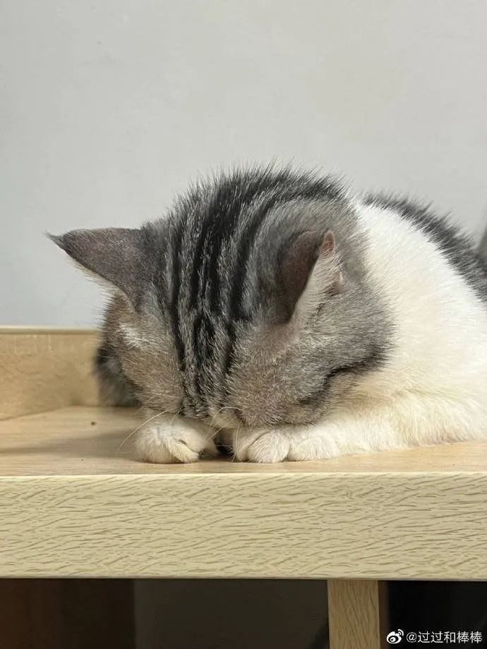 猫猫双手抱头埋脸睡觉可太戳我了
