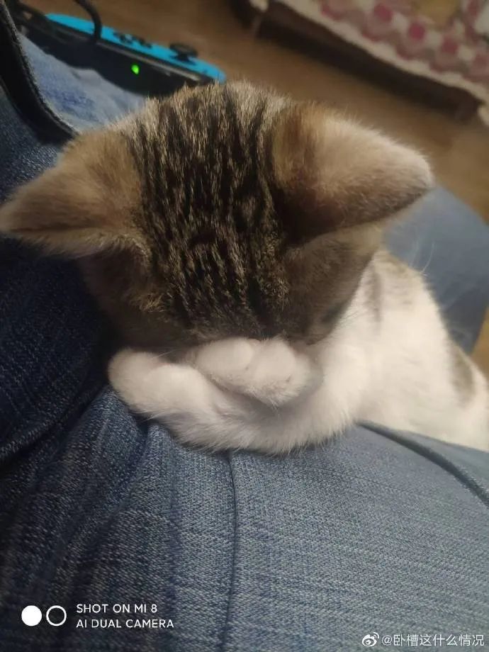 猫猫双手抱头埋脸睡觉可太戳我了