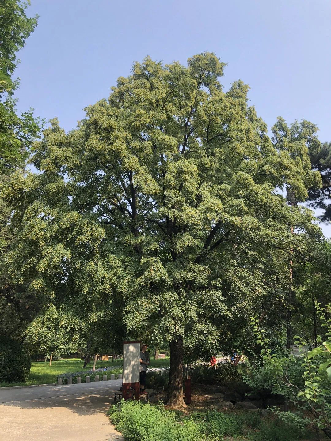 蒙椴树皮蒙椴花序凭借香山优良的小气候,四十余株的椴树参天茂密,遮阴
