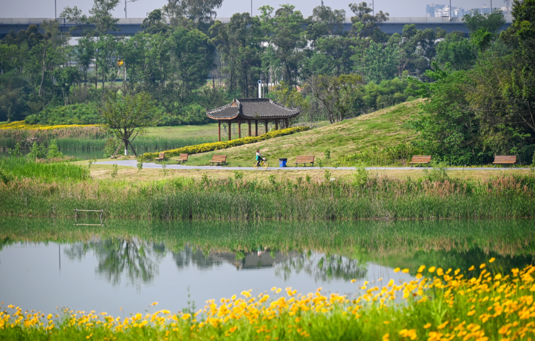市民在青龙湖湿地公园骑行