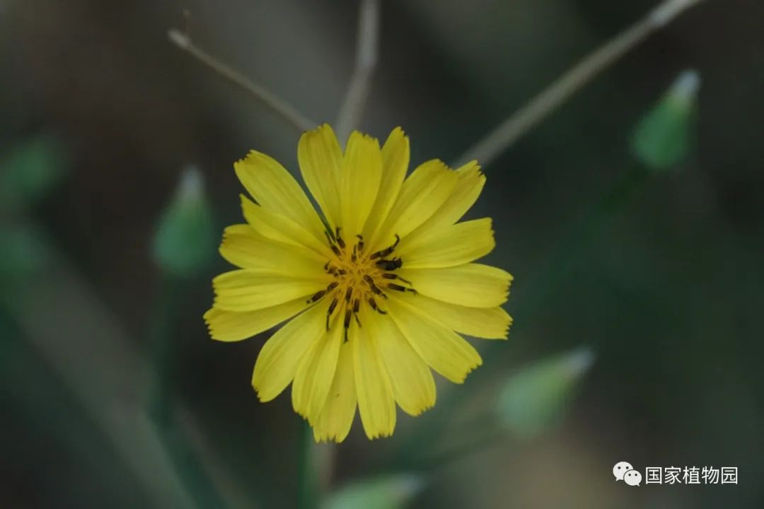 发现国家植物园之美——夏日菊科植物野花篇_新浪新闻