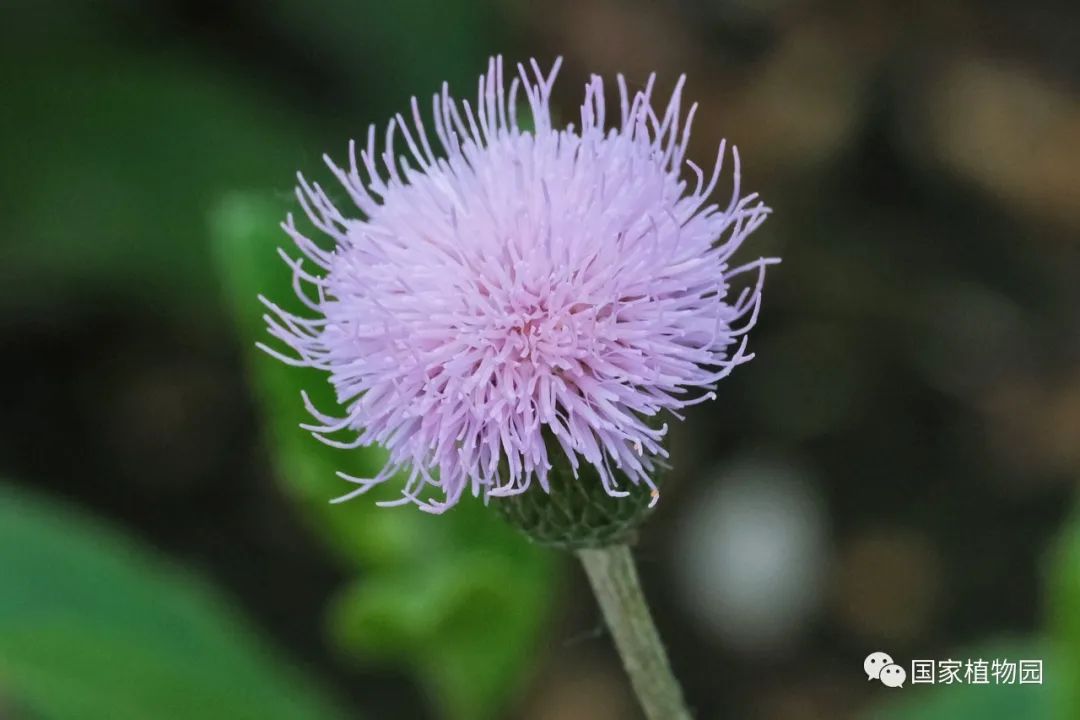 中华苦荬菜-全部为舌状花菊科植物的花序十分特别,看上去是一朵花