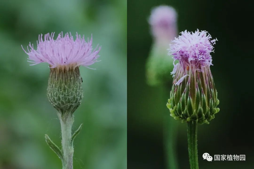 刺儿菜与泥胡菜的花序对比