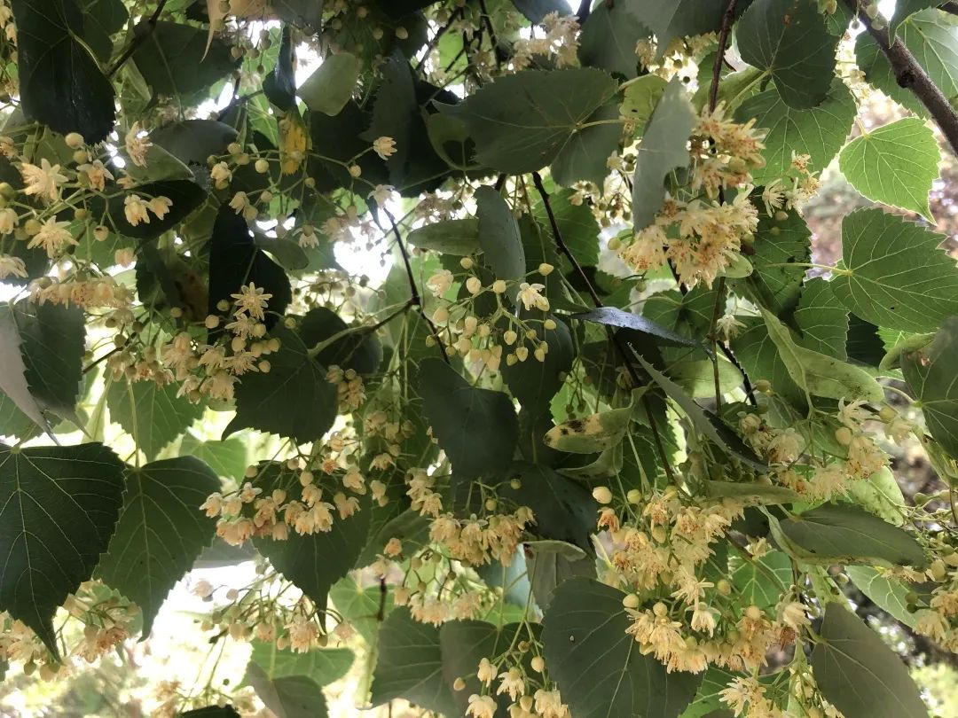 香山云科普香山公园里的诗经植物杻