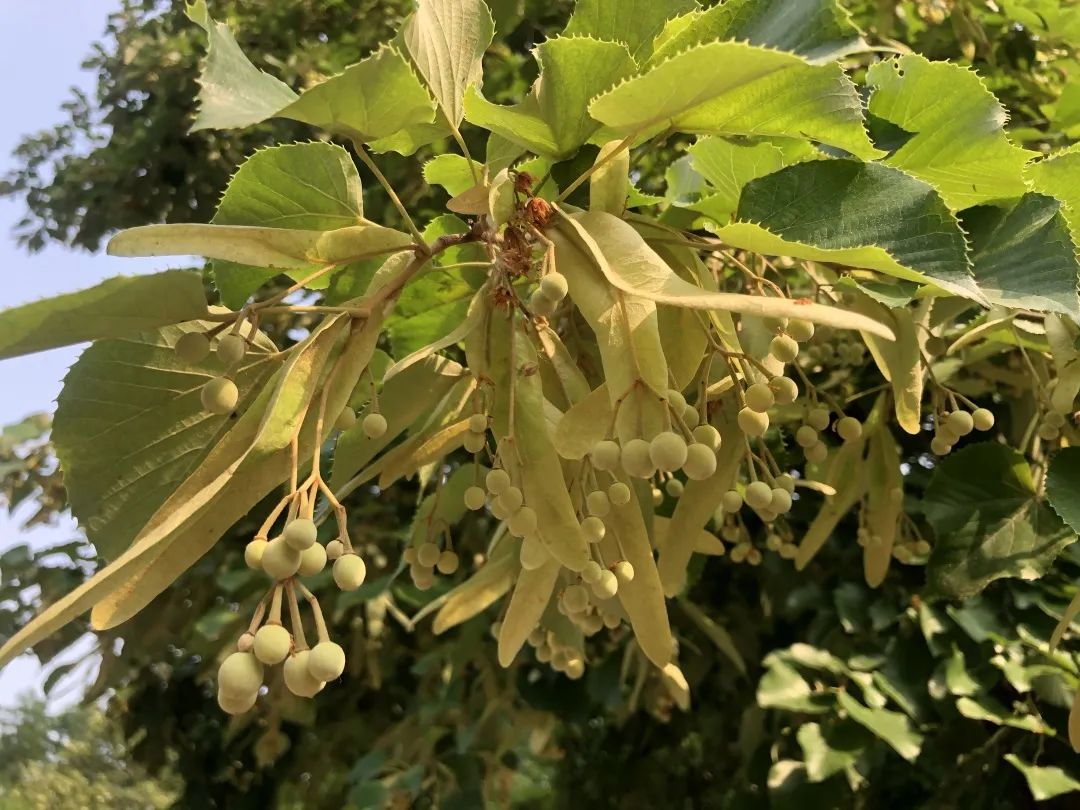 香山云科普香山公园里的诗经植物杻