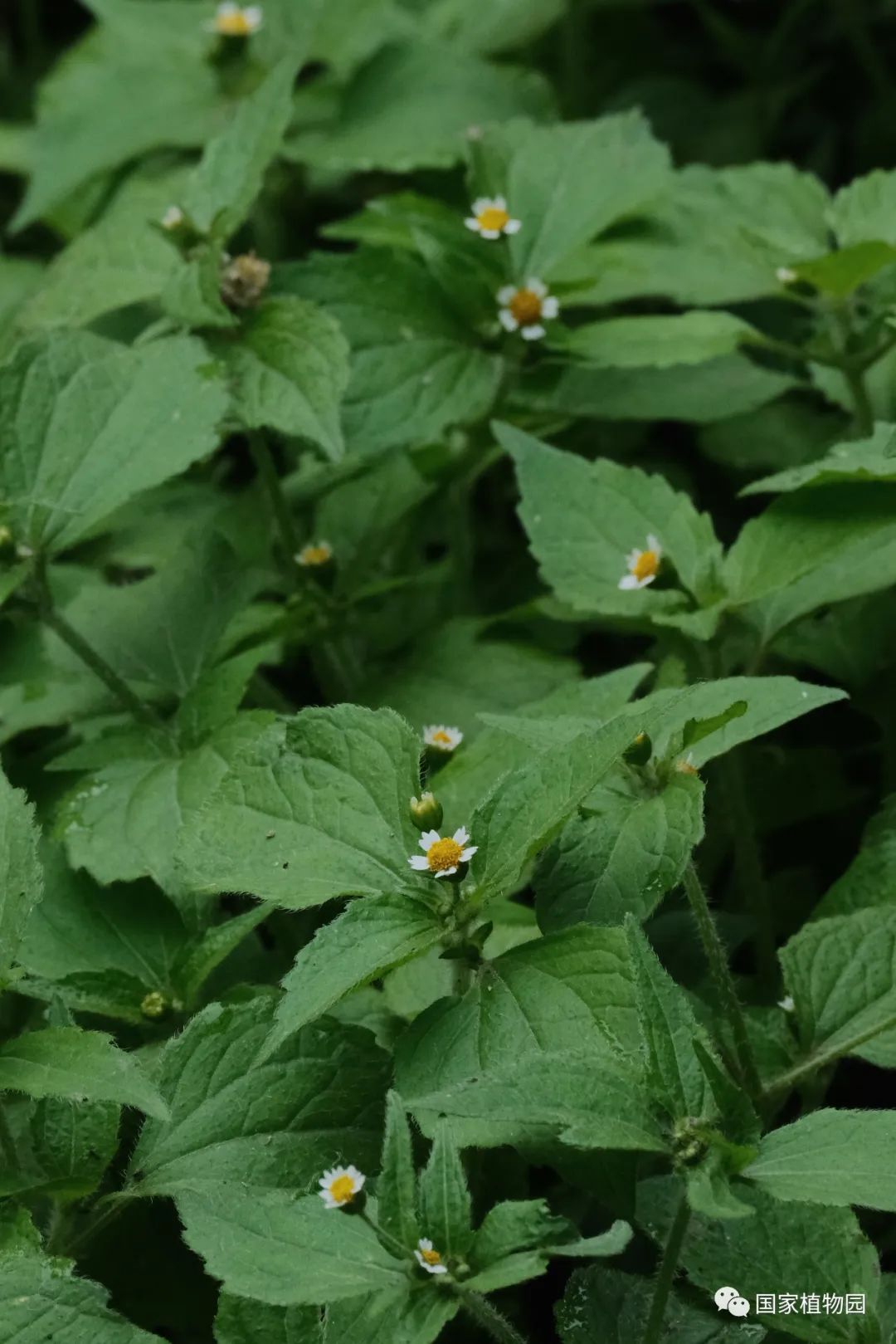 与其他菊科植物相比,粗毛牛膝菊因为花序个头太小而显得十分不起眼,不