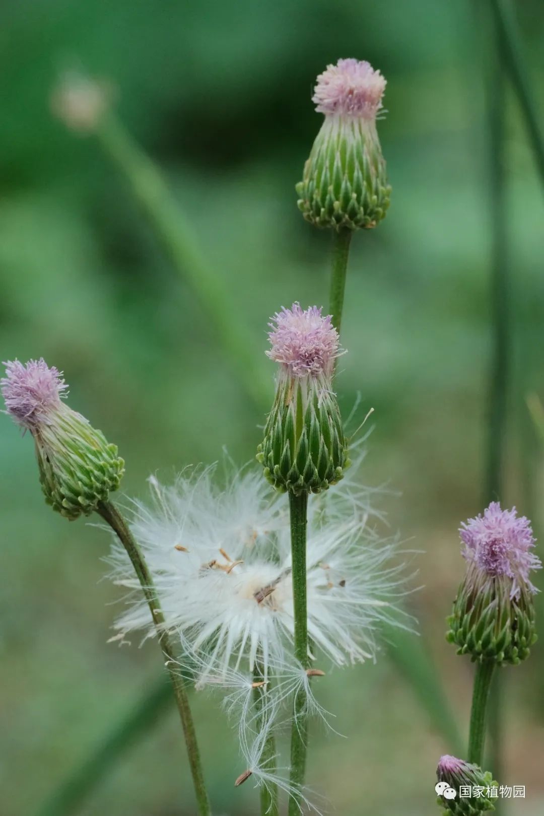 发现国家植物园之美夏日菊科植物野花篇