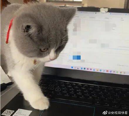 午FUN｜女生把猫写进毕业论文致谢，导师给小猫咪写毕业赠言！休闲区蓝鸢梦想 - Www.slyday.coM