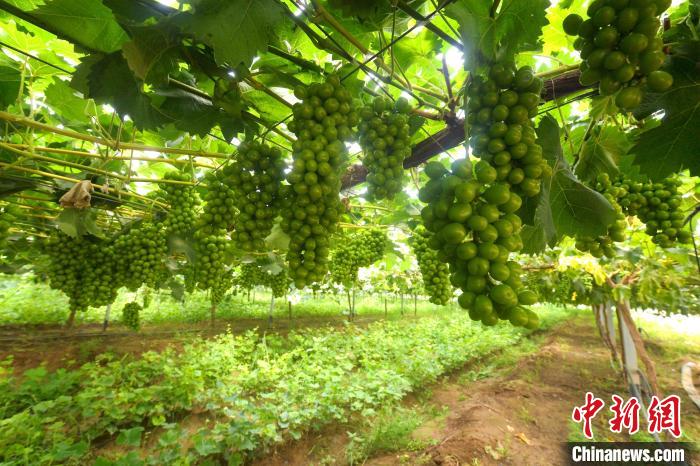 中国设施葡萄之乡河北饶阳鲜食葡萄供货忙