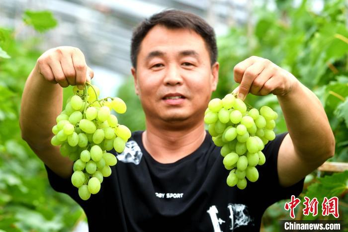 中国设施葡萄之乡河北饶阳鲜食葡萄供货忙