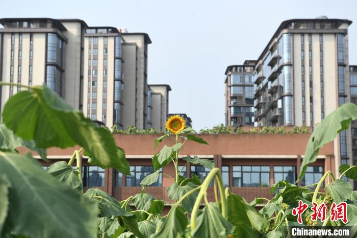 学校楼顶上的向日葵. 陈超 摄